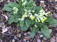 10.04.2009 - Marion Jackman - Spring arrives after a cold winter and dismal financial climate